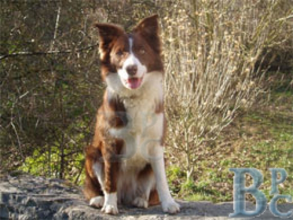 Border Collie. foto gentileza de Juan Carlos Urra