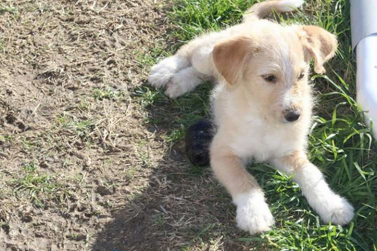 Perro mestizo. 2 Cachorros.