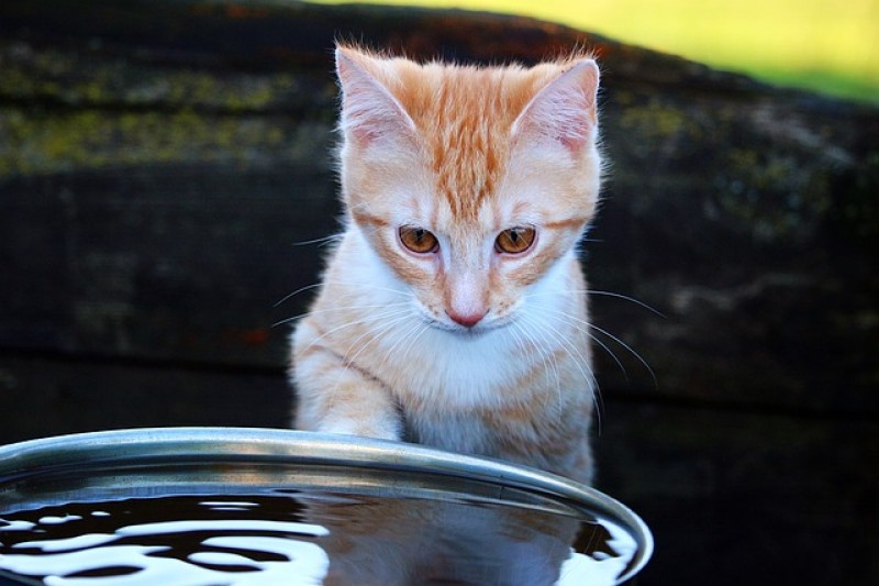 Por qué los gatos odian el agua
