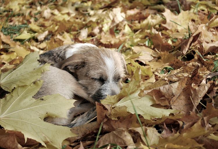 Cachorro durmiendo entre las hojas