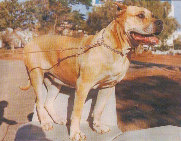 Dogo Canario. Troika  Troika, 1972 Esta hembra fue un ejemplar emblemático en la recría que se inicia hacia los años 70.