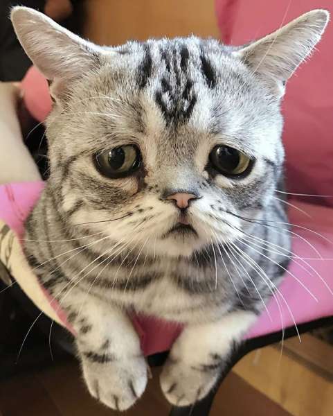 Luhu el gato más triste del mundo