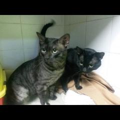 POTXO-PACO. POTXO-PACO.