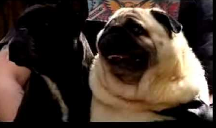 PETSmania - Perro Pug dice  Batman  (Foto  captura del vídeo)