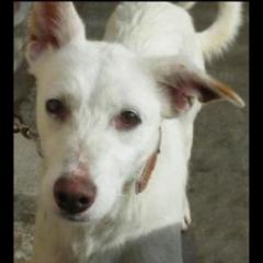 Nata.  Perro en adopcion que busca casa.