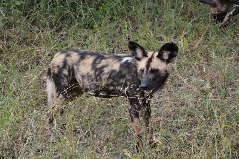 PETSmania - El perro salvaje africano ahora caza como los gatos.