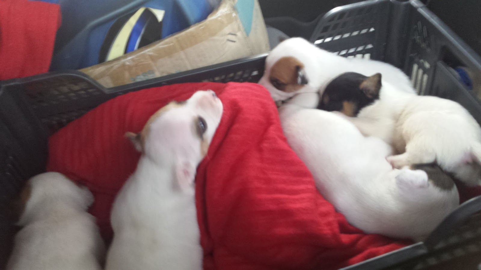 Perro mestizo. Blanca Y Sus Bebés. Bebés de Blanca Perro en adopcion que busca casa.