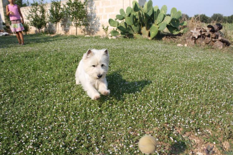 Como es la raza de perro West Highland White Terrier West Highland White Terrier tras pelota