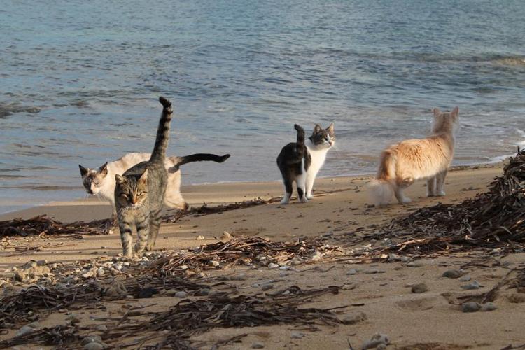 Gatti di Su Pallosu  más conocido como el paraíso de los gatos.