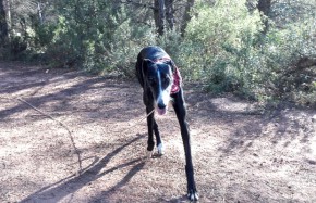 Galgo Español. Dama1 Perro en adopcion que busca casa.