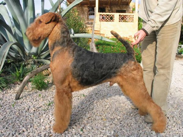 S´ARRACO Airedale - Airedale Terrier. S
