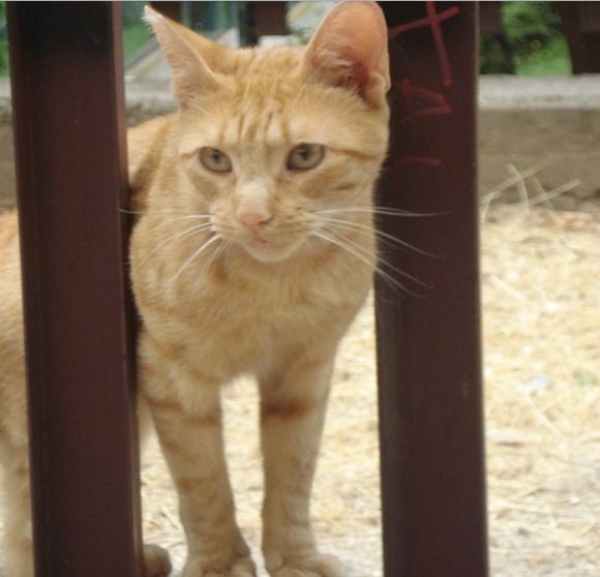 Comun Europeo. Simpa