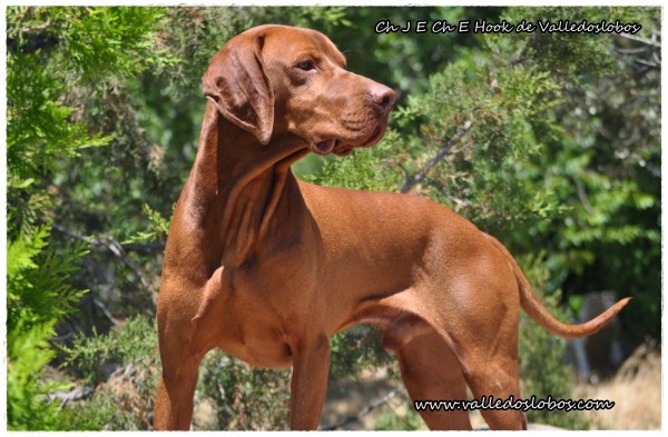 Braco Húngaro de Pelo Corto. Ch J E Ch E Hook de Valledoslobos