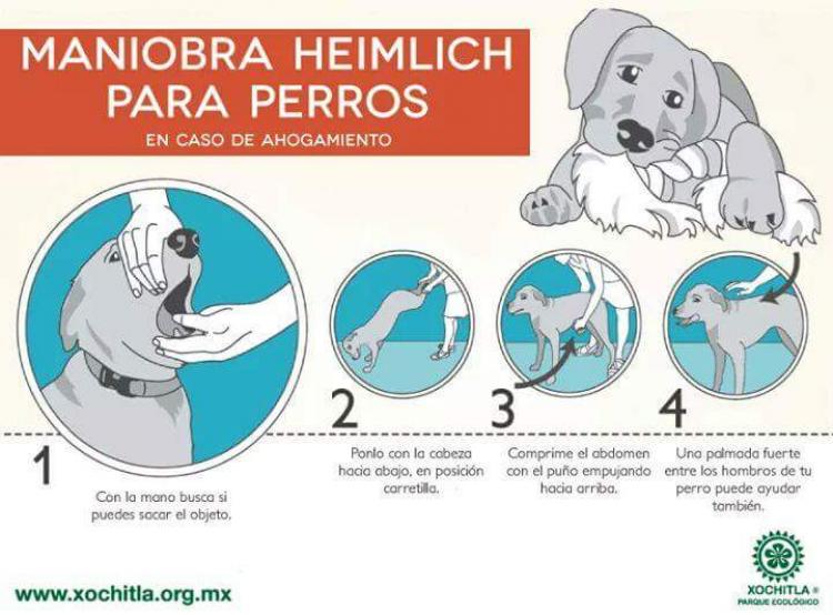 Aprenda a realizar la maniobra de Heimlich en perros