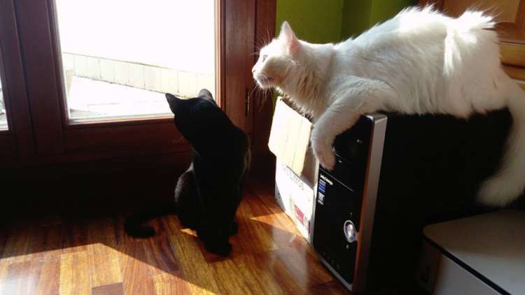 Asociación Muy Protectora de Animales ELUBARRI - Gatos Negro Y Blanco.