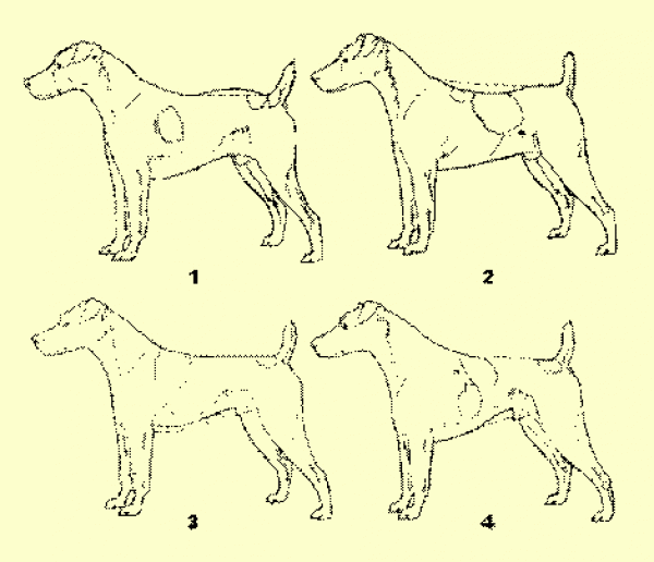 Parson Russell Terrier. Defectos