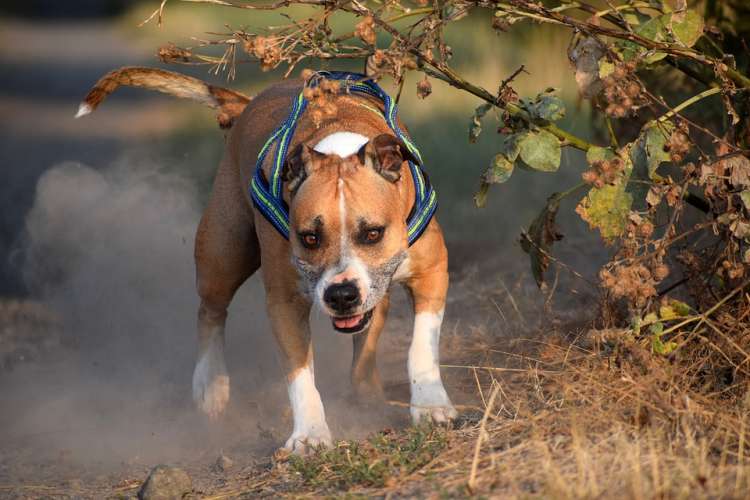 PETSmania - American Staffordshire Terrier.