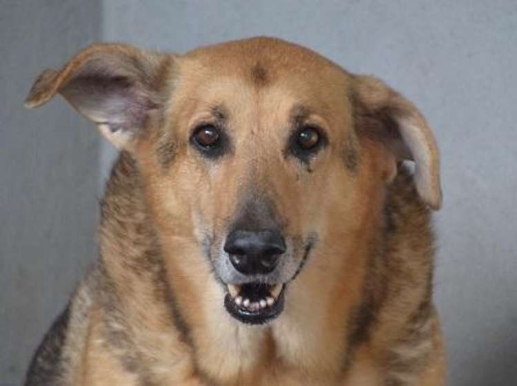 Floki. Perro en adopcion que busca casa.