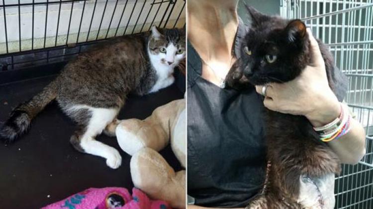 Gatos disparados con perdigones. Foto El norte de Castilla Gatos disparados con perdigones. Foto El norte de Castilla