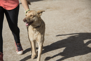 Perro mestizo. Roy. Perro en adopcion que busca casa. Perro mestizo. Roy. Perro en adopcion que busca casa.