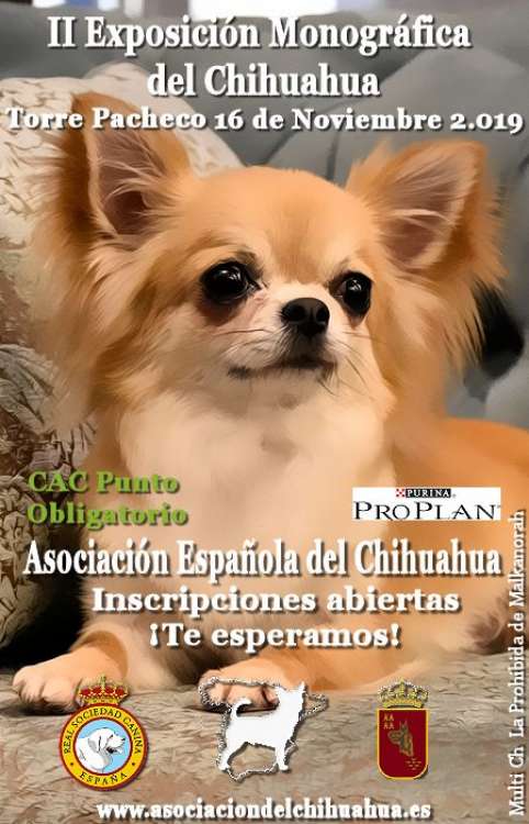 Chihuahueño. Belleza. EXPOSICIÓN MONOGRÁFICA NACIONAL DEL CHIHUAHUA (Murcia   España)