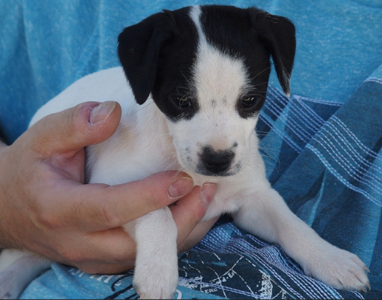 Sei. Perro en adopcion que busca casa.