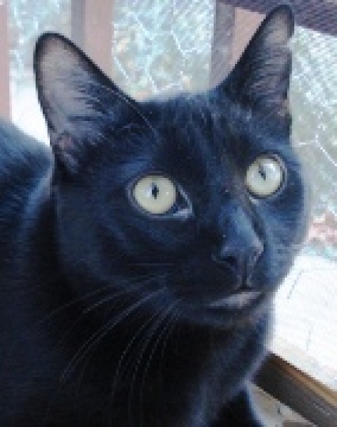 Comun Europeo. Valentin