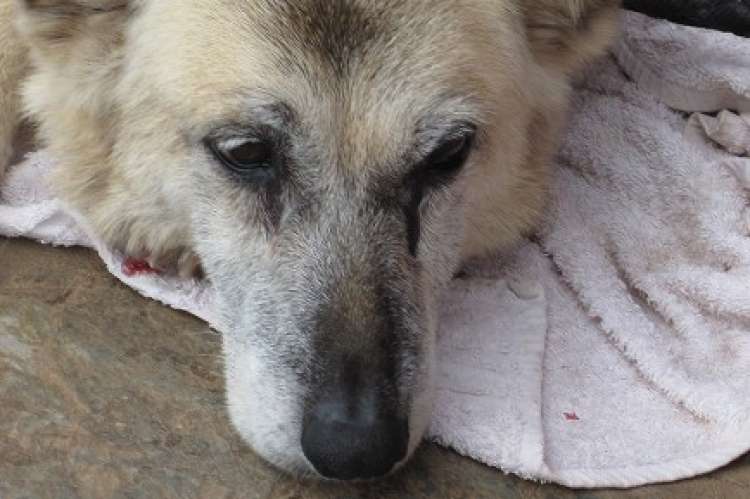 Asociación Para Defens. Protec. Animal. Canarias ADEPAC - Conchi.