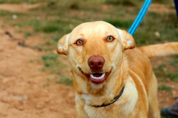 NATURALEZA Y ANIMALES Asoc. En su Defensa - Perro mestizo. Billy.