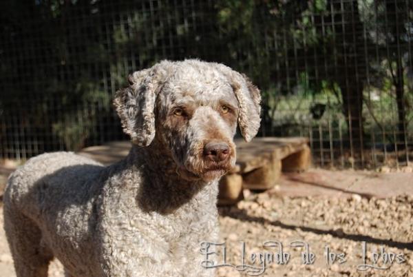 Perro de Agua Español. Silvestres del Massattet