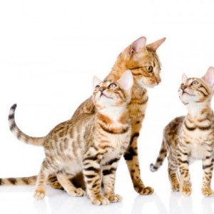 Como es la raza de gato Bengala Conociendo la Raza - Bengala Como es la raza de gato Bengala Conociendo la Raza - Bengala