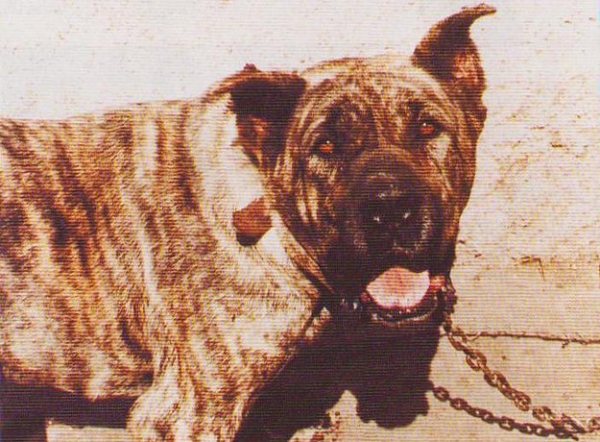 Dogo Canario. Macho de manto verdino-gris, con orejas recortadas, hacia 1957. Obsérvese la espléndida expresión racial de su cabeza, que no defiere en nada a la actual.