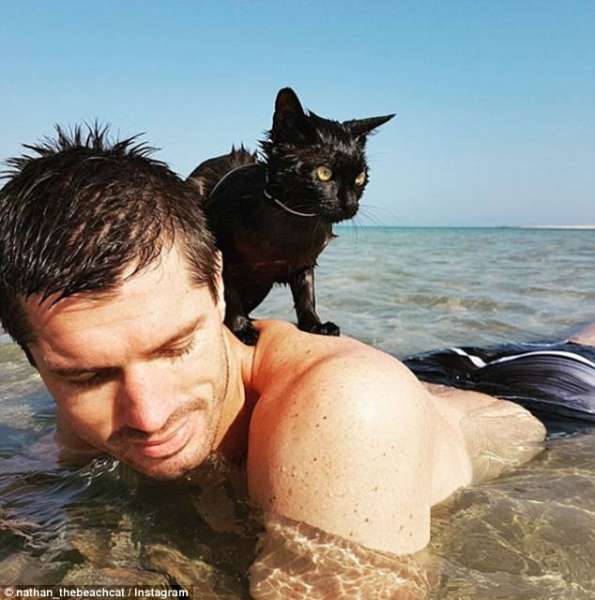 Nathan la gata nadadora (FOTO  nathan_thebeachcat Instagram)