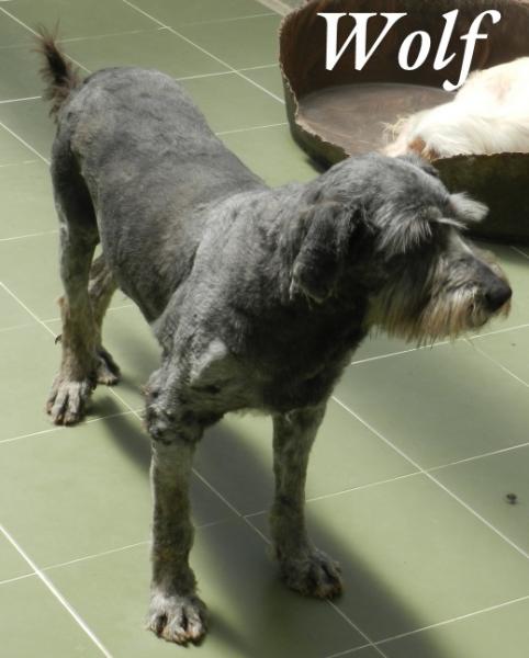 Perro mestizo. Wolf.