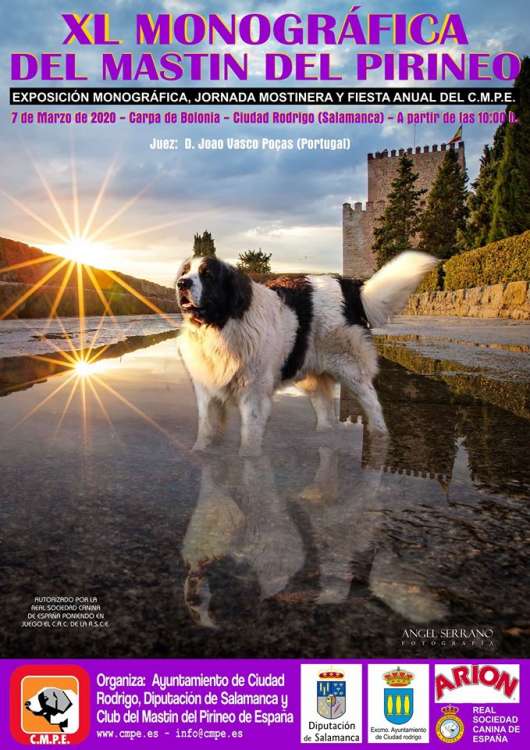 CLUB DEL MASTÍN DEL PIRINEO DE ESPAÑA - Belleza. MONOGRÁFICA DEL MASTÍN DEL PIRINEO (Salamanca   España)