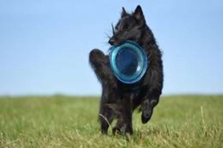 El dog frisbee le encantará a tu compañero peludo