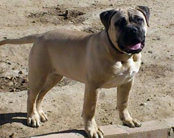 MOLOSOS DEL COLISEO - Bullmastiff. BOMBON DE MOLOSOS DEL COLISEO
