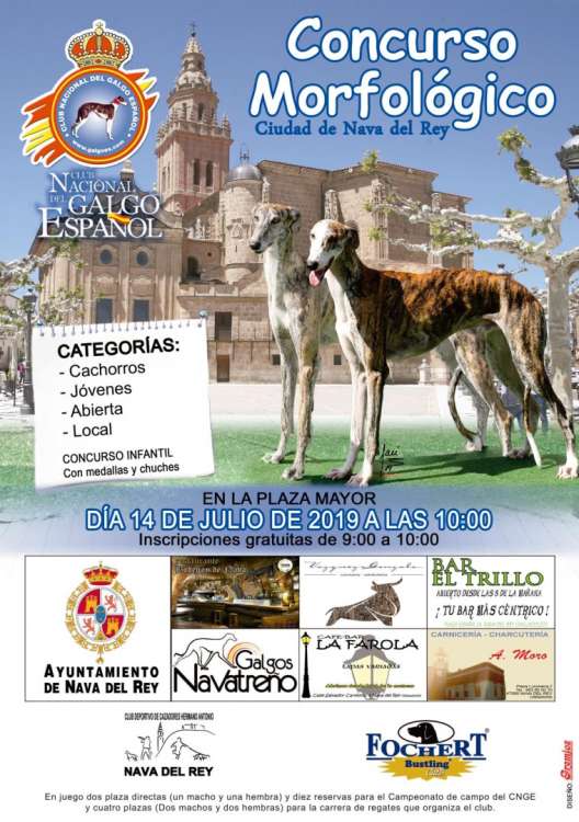 Belleza. CONCURSO MORFOLÓGICO del GALGO ESPAÑOL (Valladolid   España)