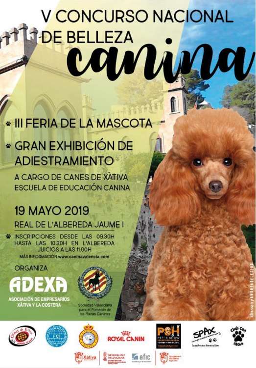 Sociedad Valenciana Fomento Razas Caninas - Belleza. V CONCURSO NACIONAL CANINO XÀTIVA  (Valencia   España)