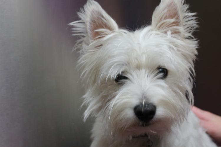Detalle del West Highland White Terrier
