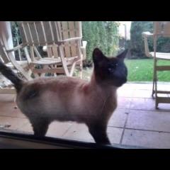 Siames.  Gato en adopcion que busca casa.