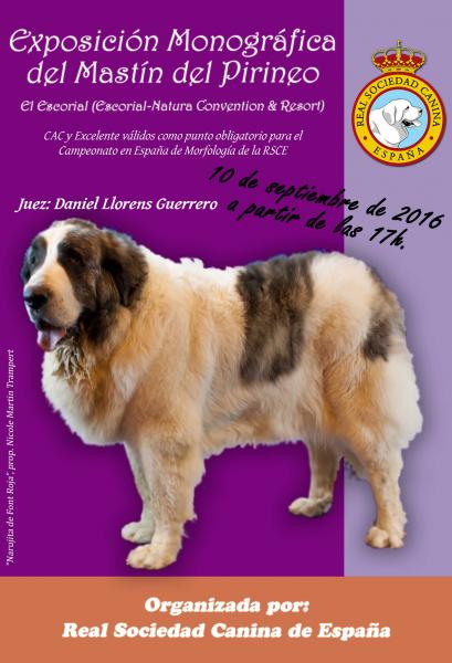 Mastín del Pirineo. Belleza. EXPOSICIÓN MONOGRÁFICA del MASTÍN DEL PIRINEO (Madrid   España)