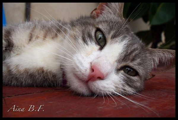 Happy.  Gato en adopcion que busca casa. Happy.  Gato en adopcion que busca casa.