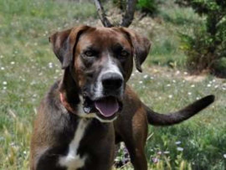 Sociedad Protectora de Animales y Plantas de MANRESA - Caster.