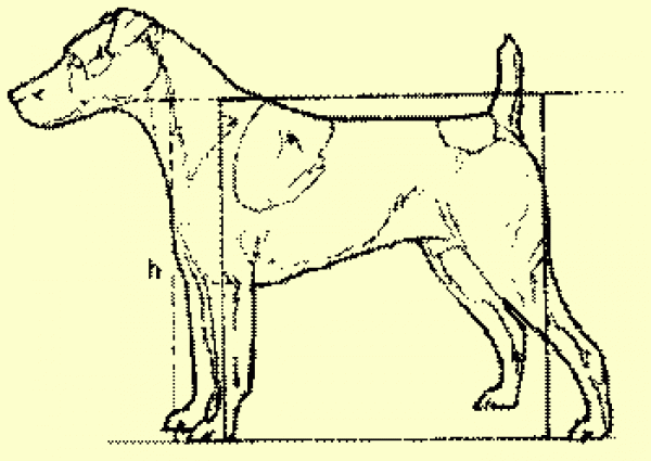Parson Russell Terrier. El Cuerpo se inscribe en un rectángulo
