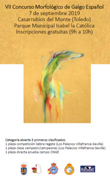 Belleza. VII CONCURSO MORFOLÓGICO DEL GALGO ESPAÑOL (Toledo   España)