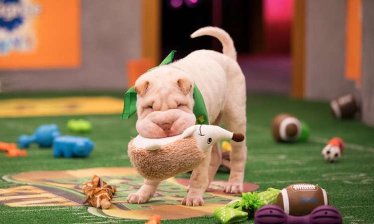PETSmania - Perros y gatos compitieron en el Puppy Dog y de Animal Planet