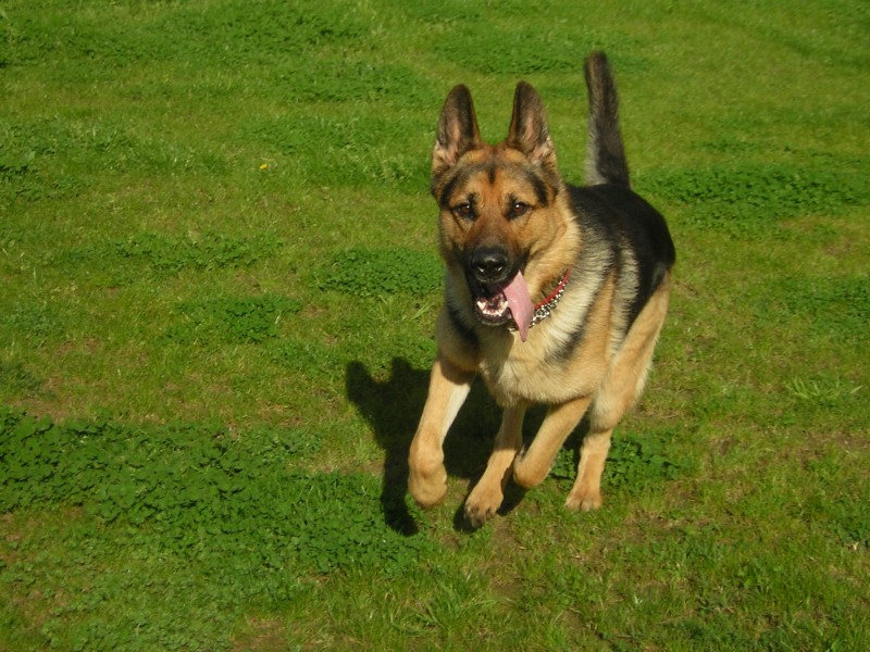 PETSmania - Pastor Alemán.