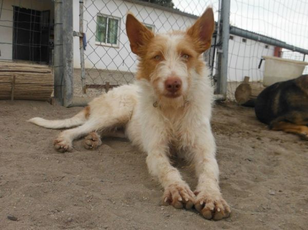 Lys.  Perro en adopcion que busca casa. Lys.  Perro en adopcion que busca casa.