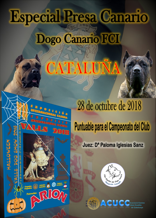 Dogo Canario. Belleza. ESPECIAL PRESA CANARIO CATASLUÑA (Tarragona   España)